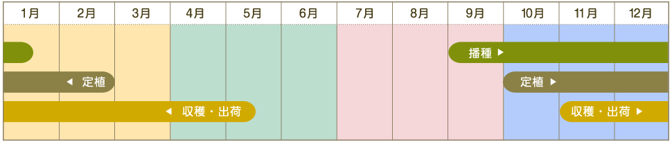 ロメインレタス年間スケジュール