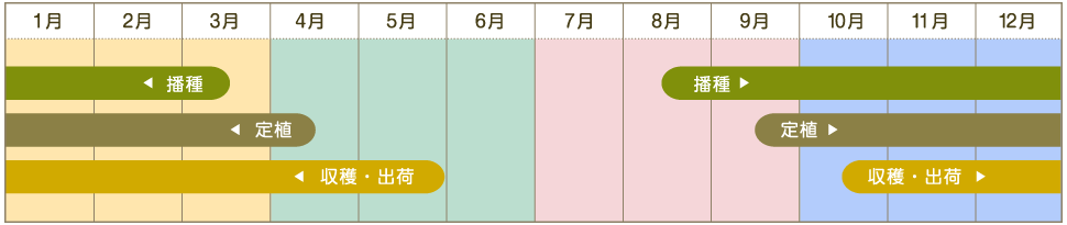 サニーレタス年間スケジュール